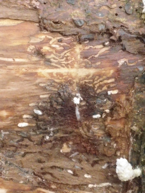 Myzelspuren unter Borke