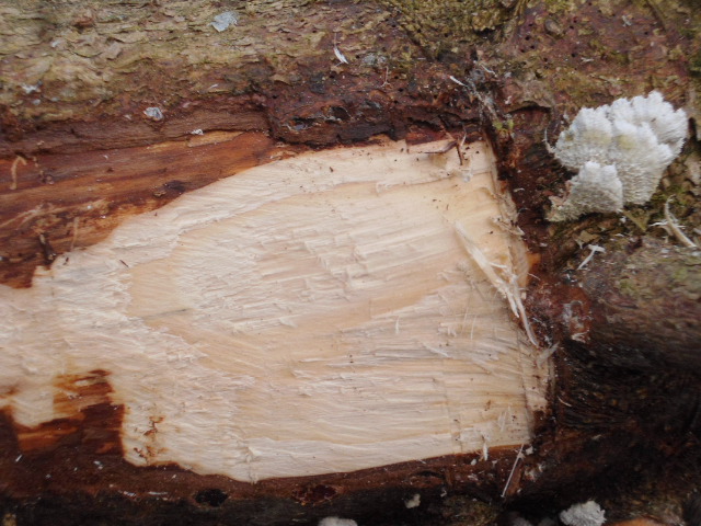 Ansicht Splintholz unter Befallsstelle