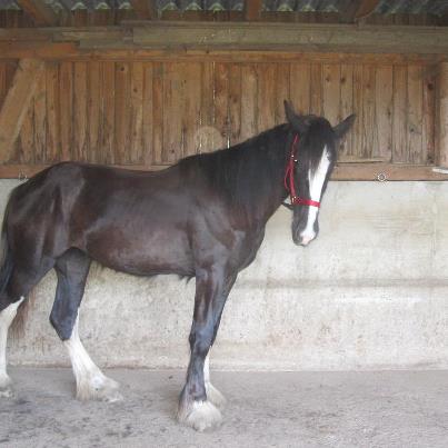 Das Pferd meine Freundin, ein Shire Horse knapp 2 Jahre alt.