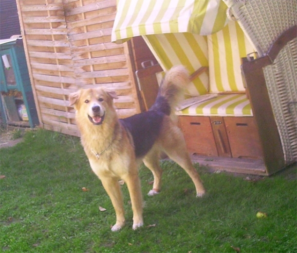 Mein Hund Richi, mittlerweile 11 Jahre alt