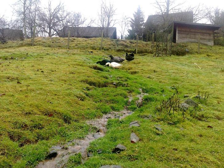Enten