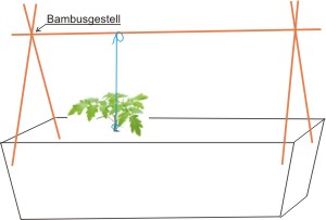 Tomate.jpg