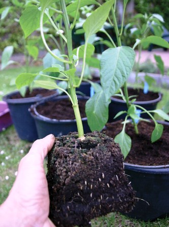 Paprika mit Wurzelballen.jpg