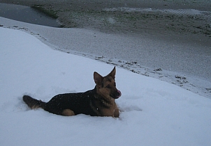 Karl ist ganz verrückt vor Freude. Beisst in Schneebälle, wälzt sich im Schnee, buddelt wie wild - er sieht zum ersten mal Schnee. Scheint ihm zu schmecken.
