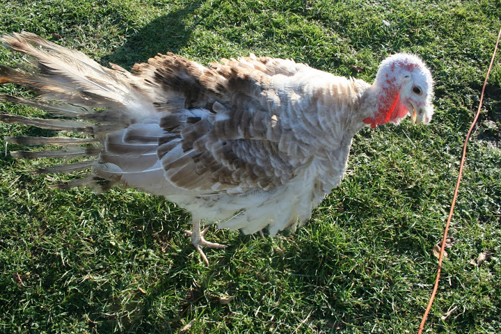 Afbeelding 163.jpg