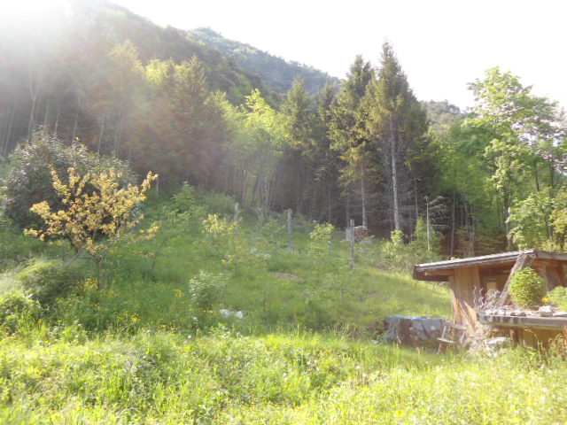 Obstwiese und Wald