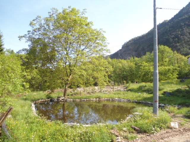 Schwimmteich und Wiese