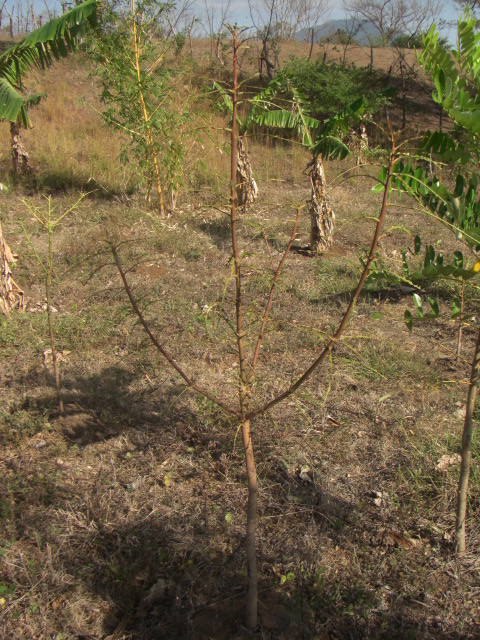 mein Mongobäumchen oder der Rest davon..........