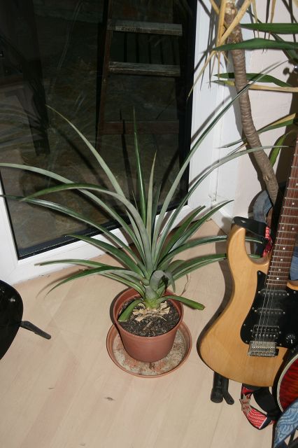 k-ananas.jpg