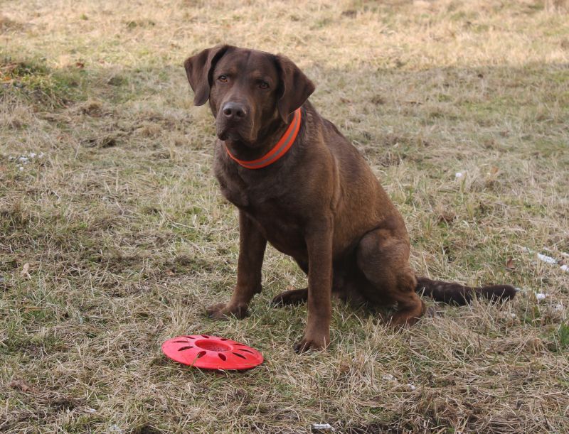 unser &quot;ozzy&quot; - eastern chessies austin powers