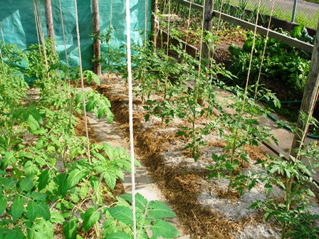 Tomatenhaus von Südwesten.jpg