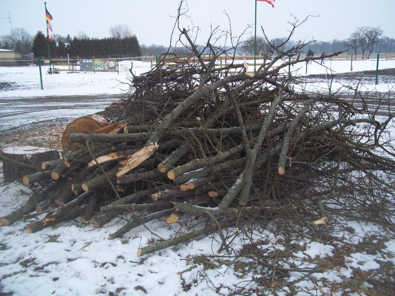 tod eines baumes