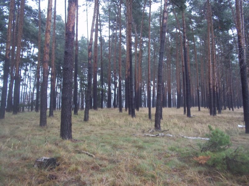 kiefernwald