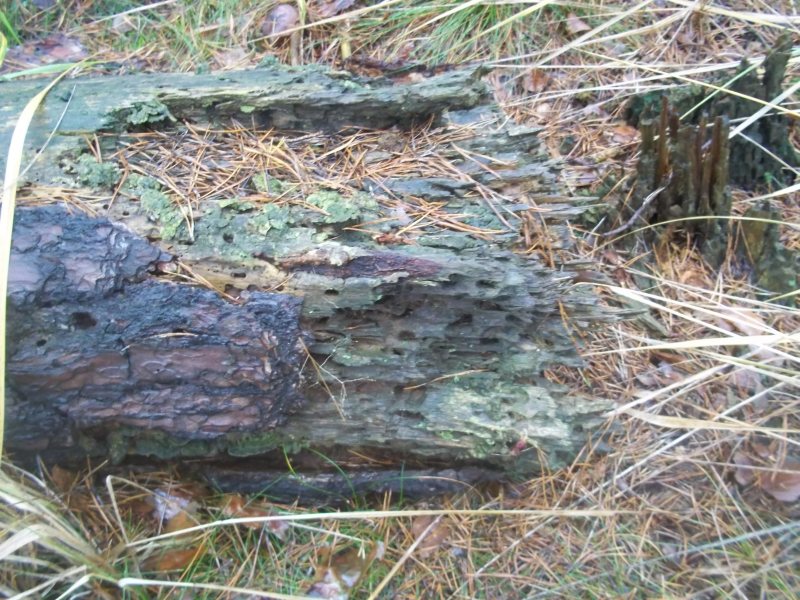 wer weiß, woran dieser baum gestorben ist?
