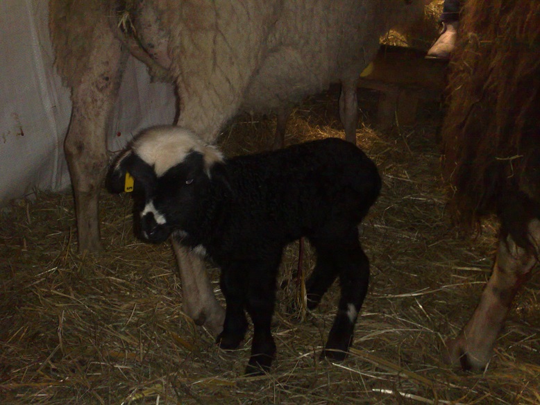 Wichtel, OFM / Walachenschaf