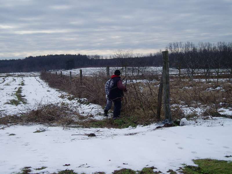 Brombeernschneiden