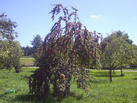 Unser übervoller Ringlobaum.