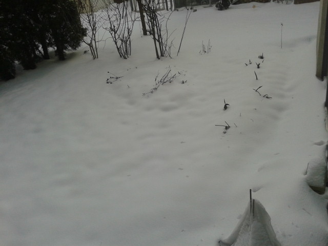 20130327_075139.jpg