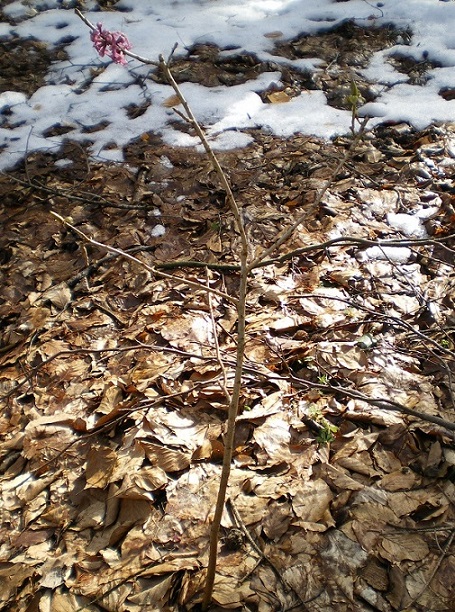 IMGP0730.JPG
