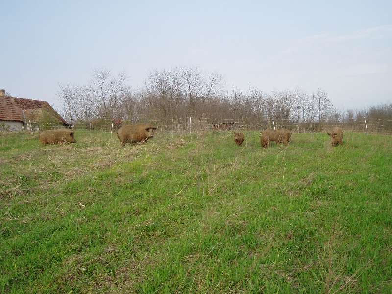 schweineweide.jpg