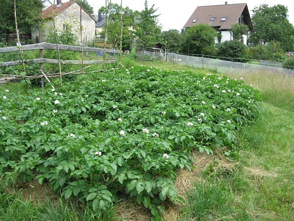 Kartoffeln in der Blüte