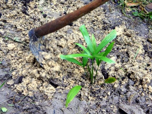 11 licuala spinosa Palme.jpg