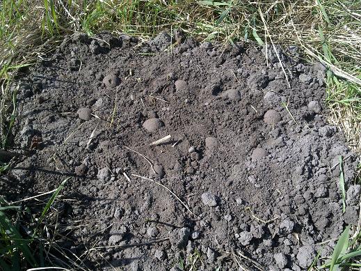 ..Seedballs im Maulwurfshügel