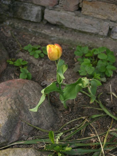 k-tulpe.jpg