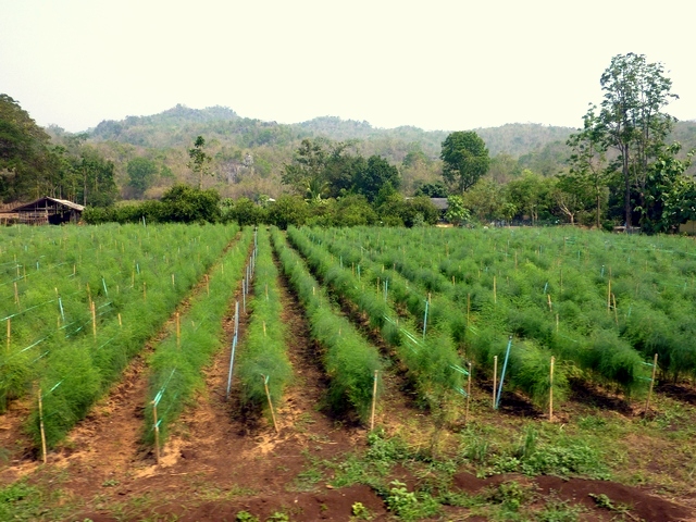 asparagusLoei.jpg