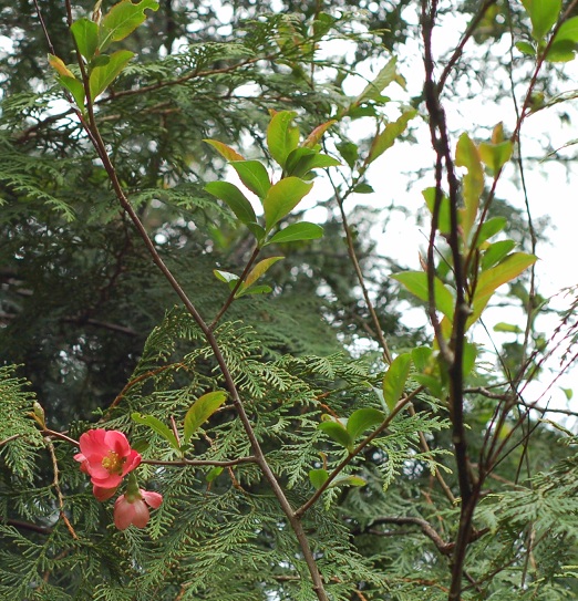 DSC_8827.JPG