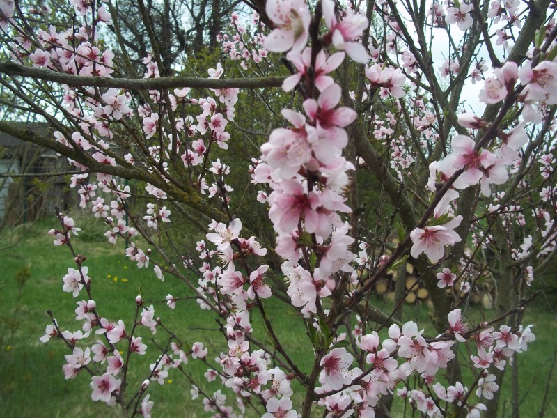 kirschbaumblüte