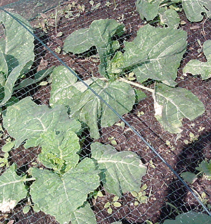 befallene Kohlpflanzen