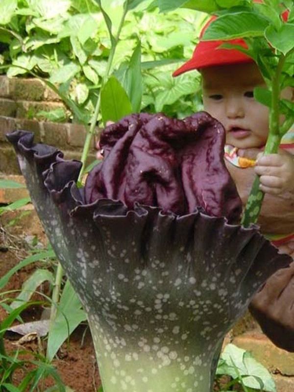 Nk- Huk beh. Amorph.paeon.jpg