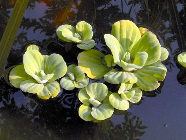 our pondlettuce.jpg