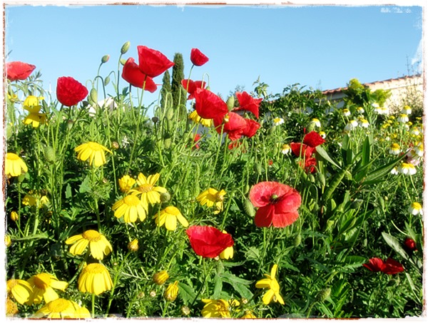 Mohn und mehr kleiner.JPG
