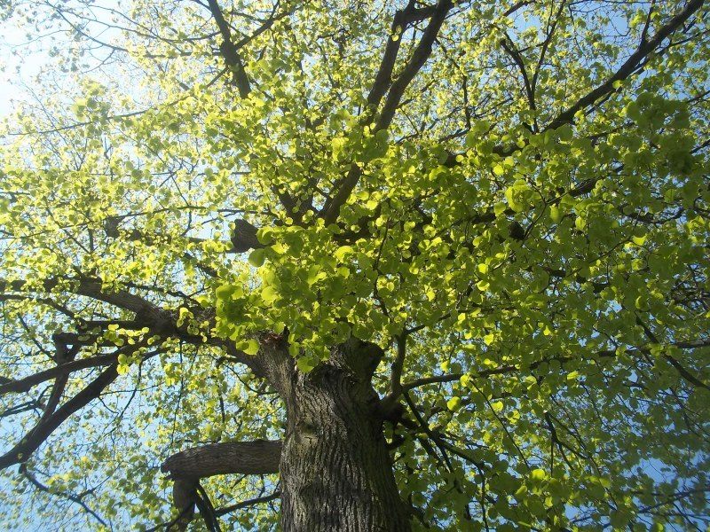 hauslinde