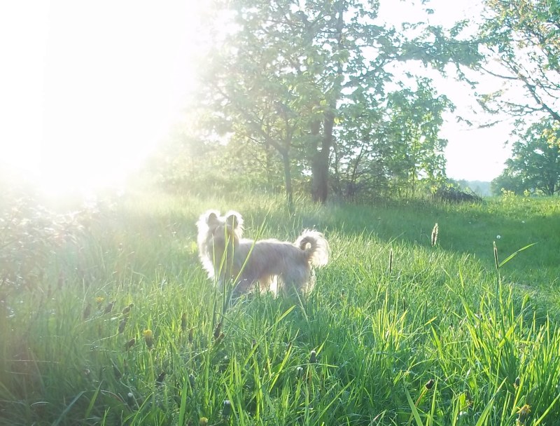 wilma die prinzessin