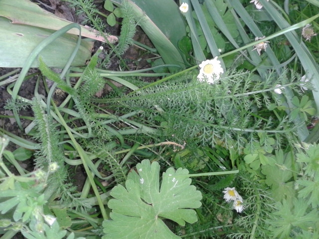 20130517_074113.jpg