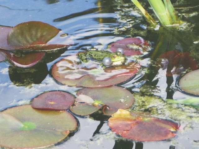 k-frosch2.JPG