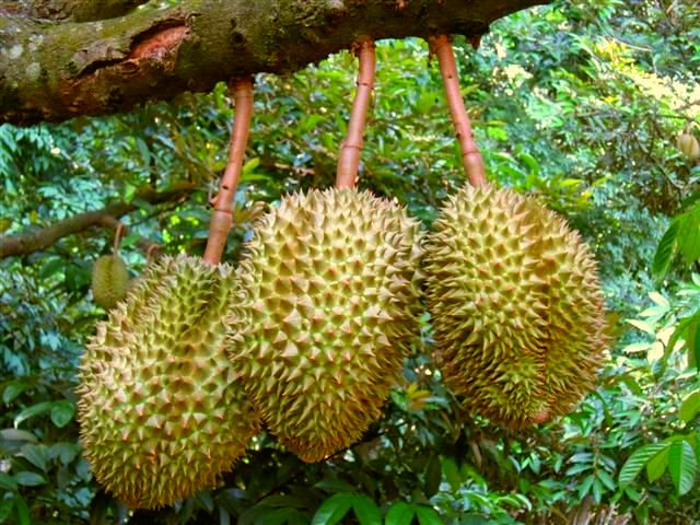 fruit4.jpg