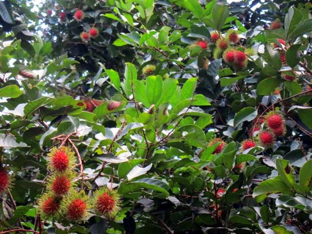 fruit8.jpg