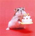 birthdayhamster.jpg