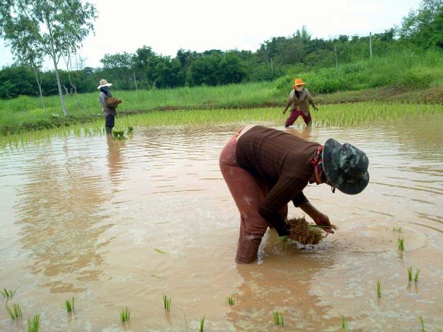 Ein gutes, normales Reisfeld