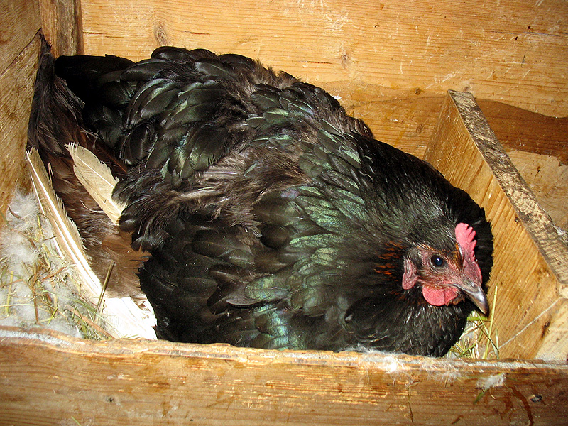 Dreistes Huhn bebrütet geduldige Ente