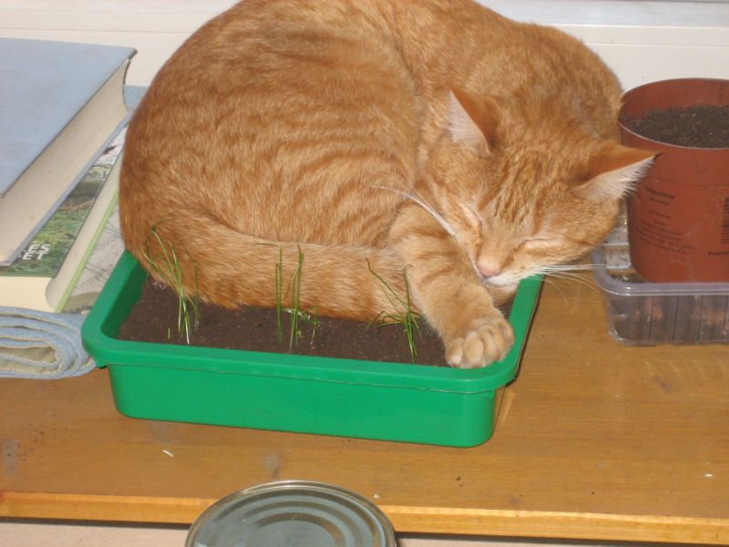 Gewächshaus neu.jpg