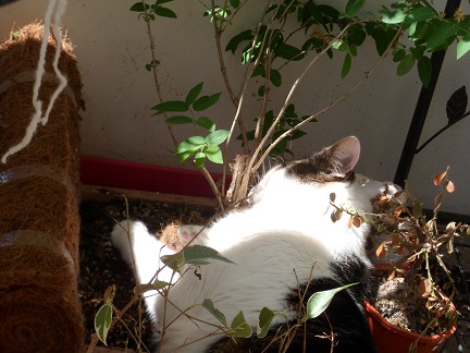 katzen 003.JPG