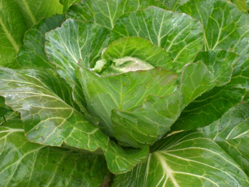 Frühkohl im Hochbeet