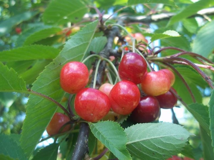 erntereif