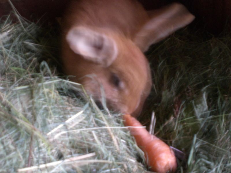 CIMG0788Futterverwerter.jpg