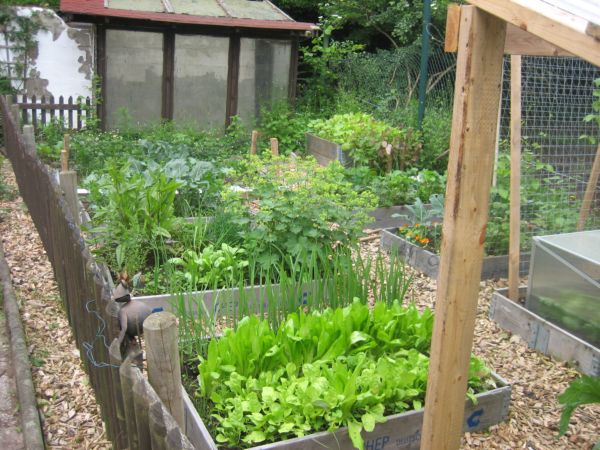 garten floh 001.jpg